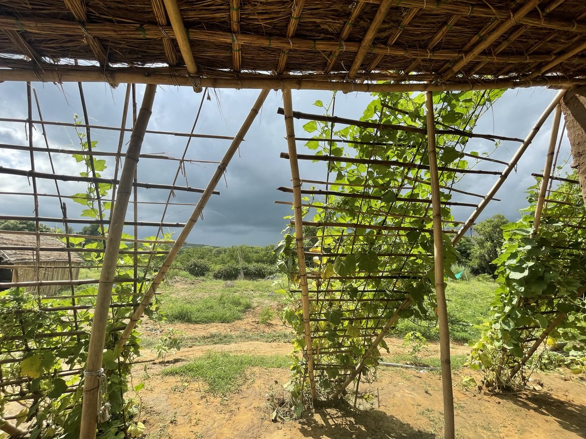A bamboo and netting frame over a cultivated plot