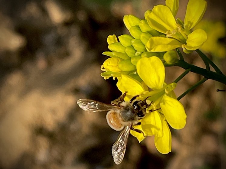 A honeybee feeding on a mustard flower in full bloom