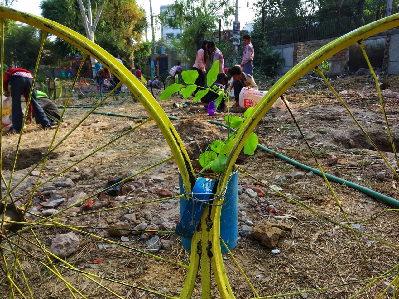 A young sapling inside a painted circular guard in a dug plot, with other children working the ground behind it