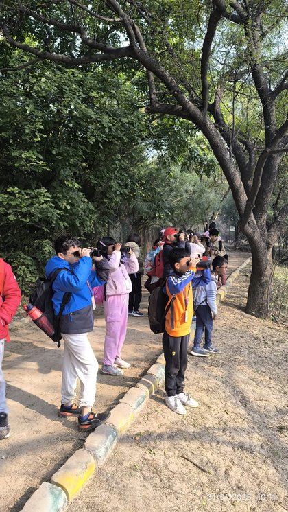 A line of children on a park path, several raising binoculars towards birds in the trees overhead