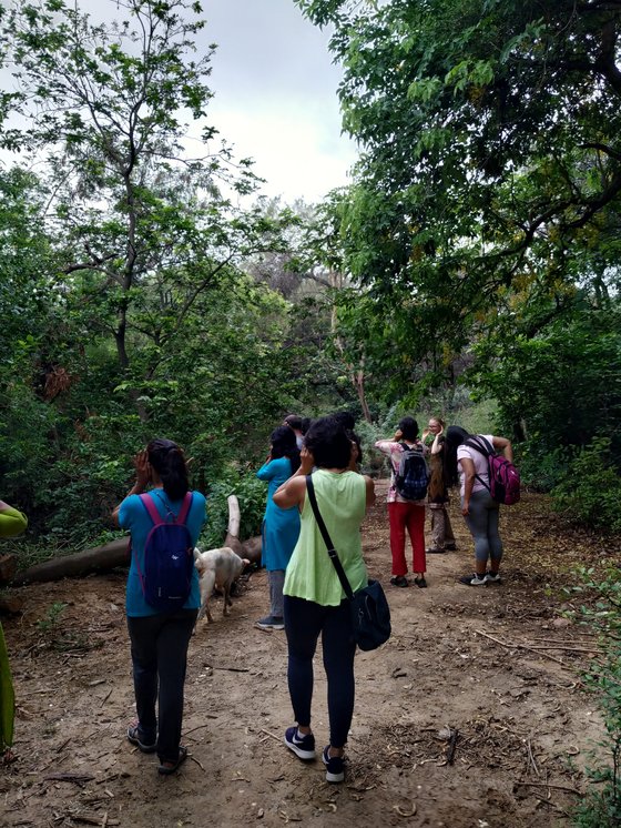 A line of students walking a dirt trail through open forest, a goat grazing beside the path