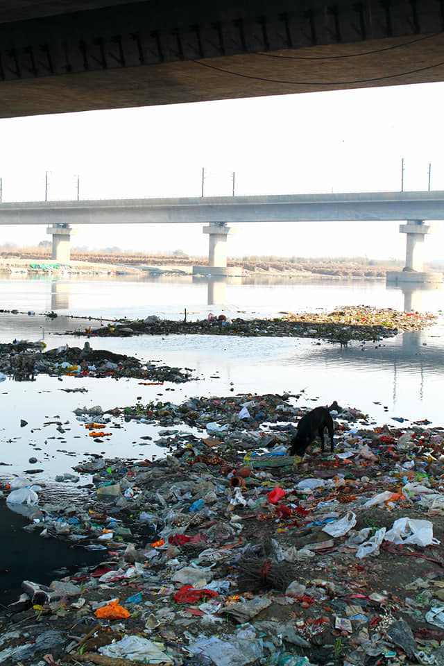 A dog picking its way across a solid mat of plastic waste floating on the Yamuna beneath a bridge
