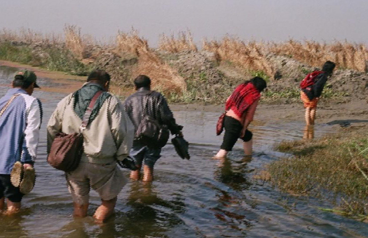 A line of people wading through shallow water at a reed-lined wetland edge, bags held clear