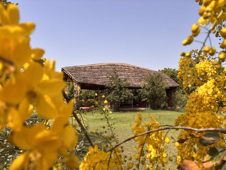 A farm building framed by yellow flowering trees