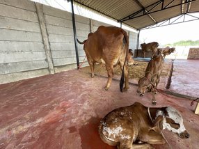 Placeholder frame: cows in an open shed