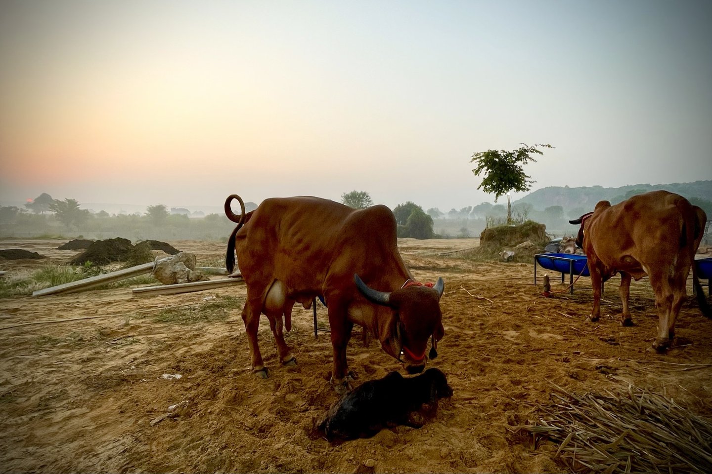 Cows on open ground at sunrise in warm haze