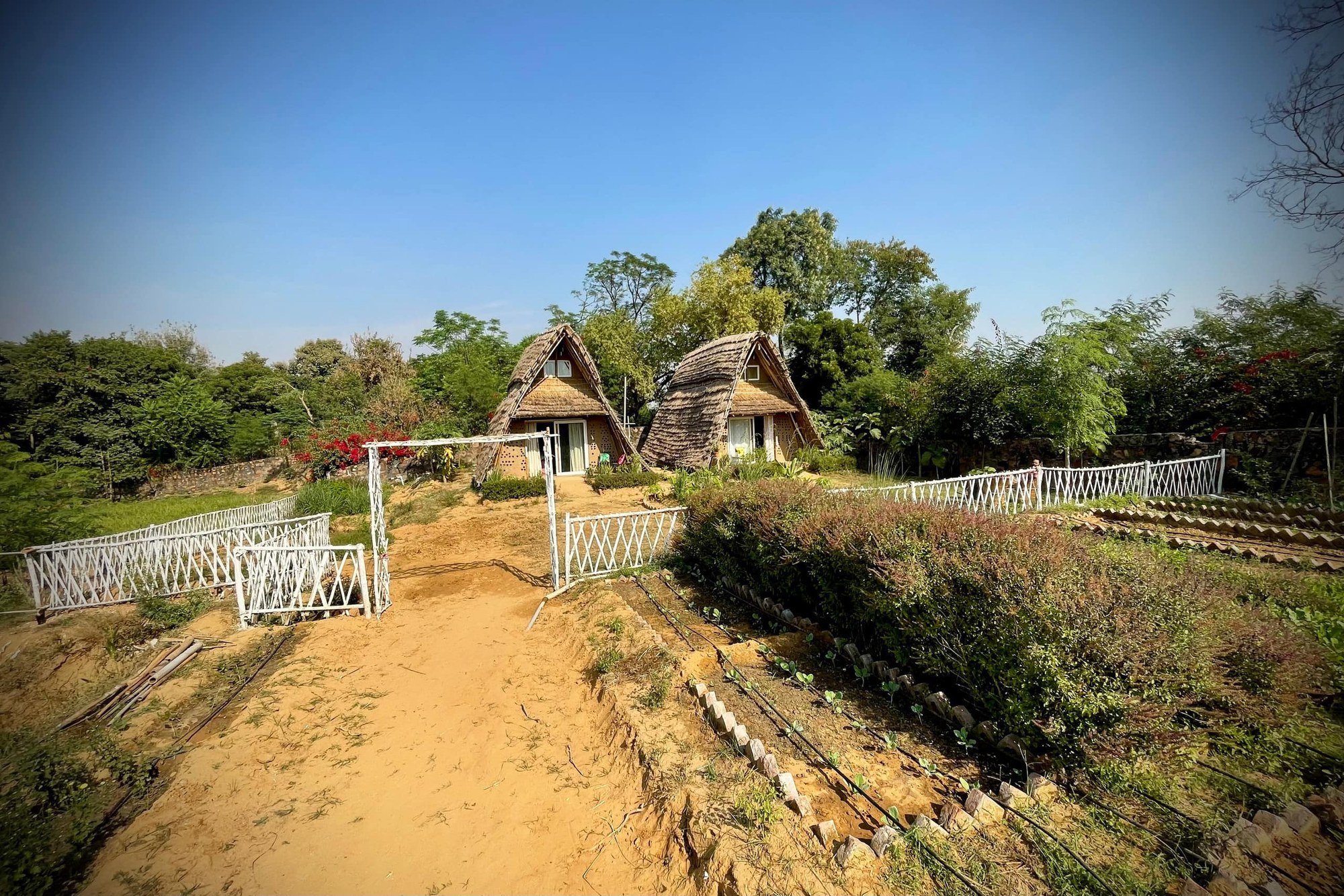 Thatched mud houses on a rise above the planted rows, a track running up to them