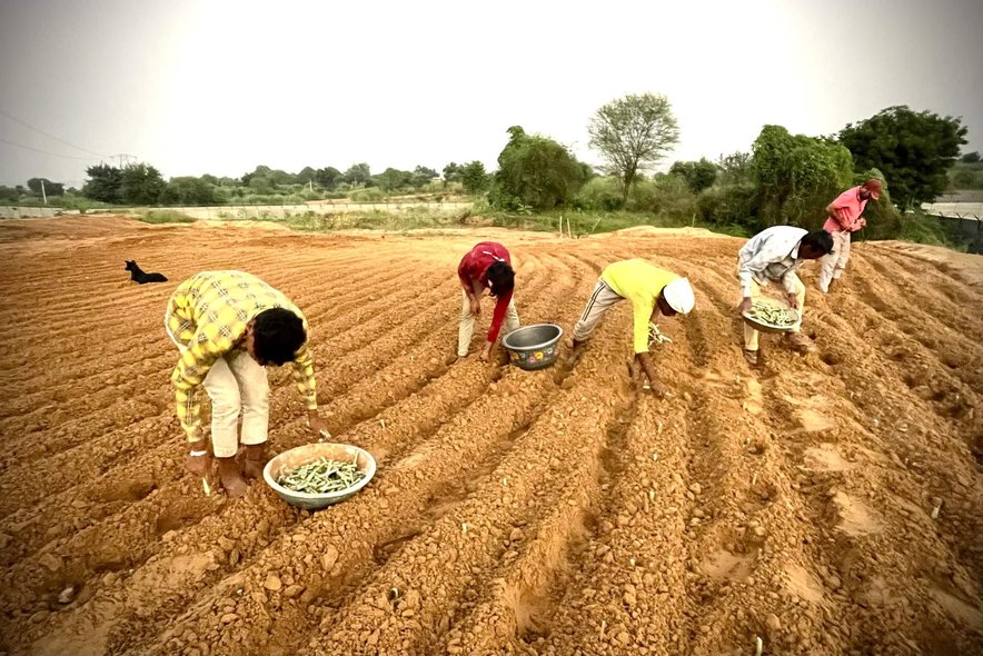 Four people working along freshly drawn furrows, sowing by hand