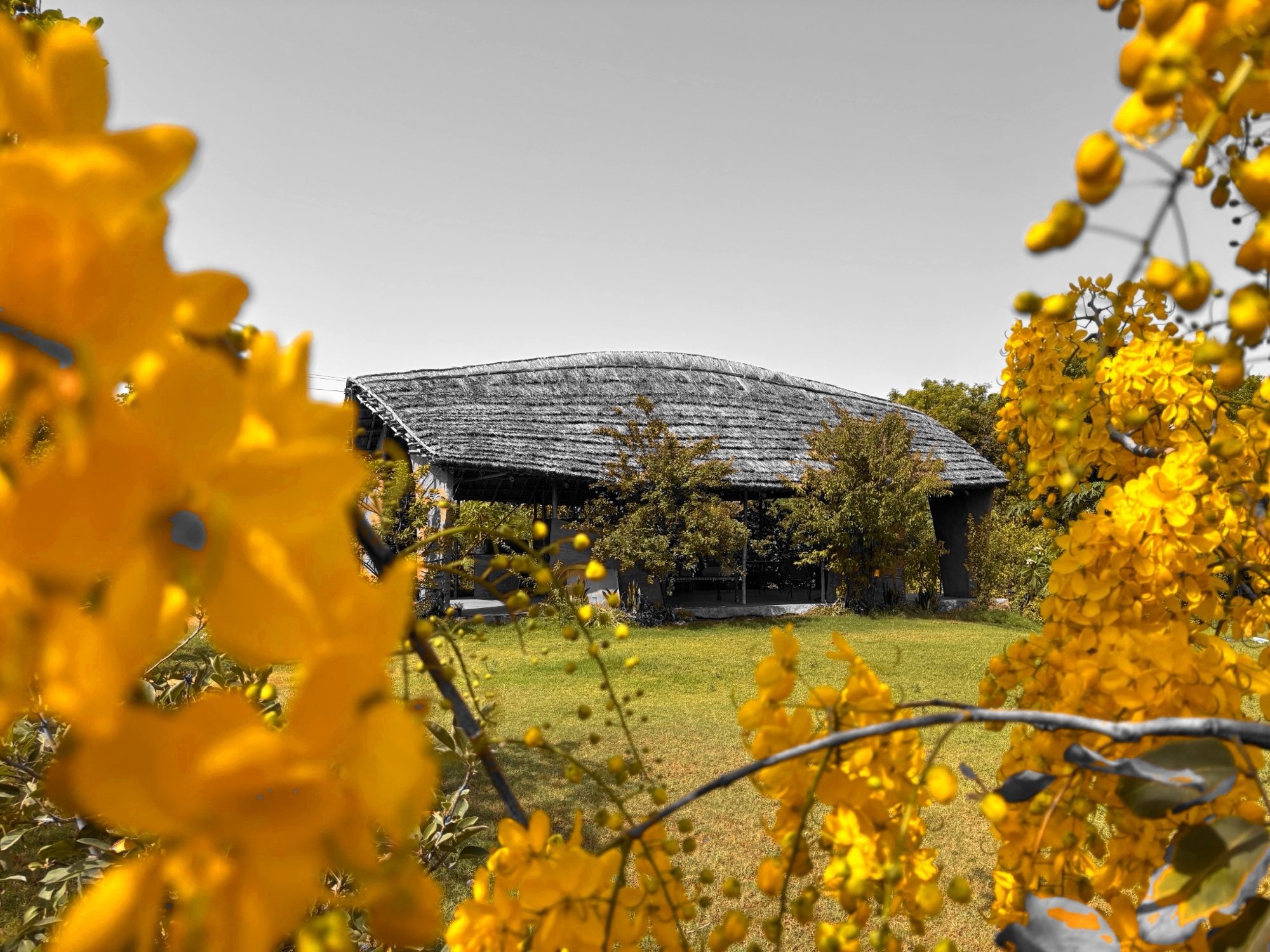 A thatched farm building seen through amaltas blossom in full flower