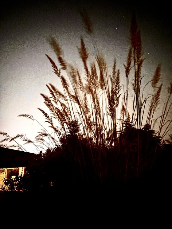 Tall grasses silhouetted against a dusk sky