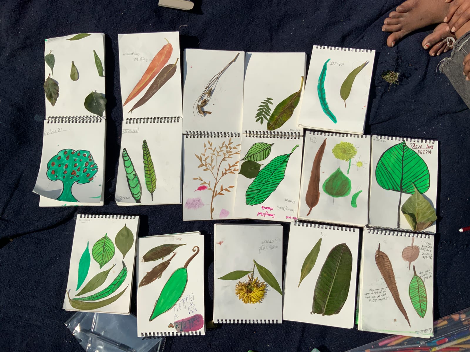 Fourteen open nature journals laid out in rows on a dark cloth, each spread pairing a real pressed leaf or seed pod with a painted study of the same leaf beside it