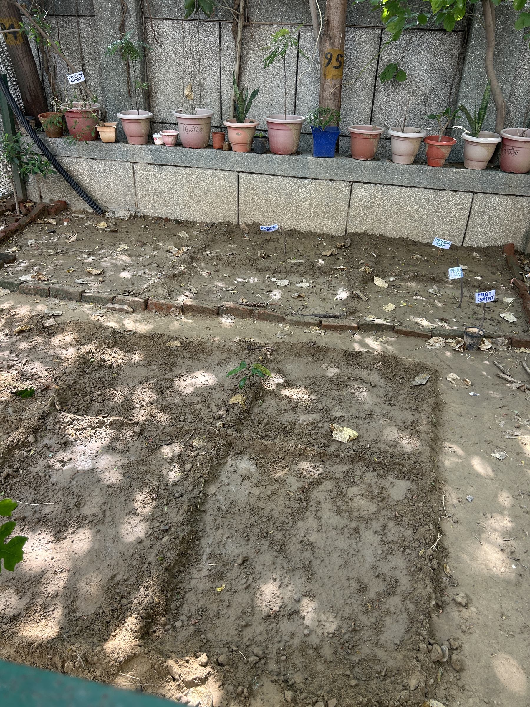 Freshly dug vegetable beds edged with bricks inside a school boundary wall, each plot carrying a small handwritten label