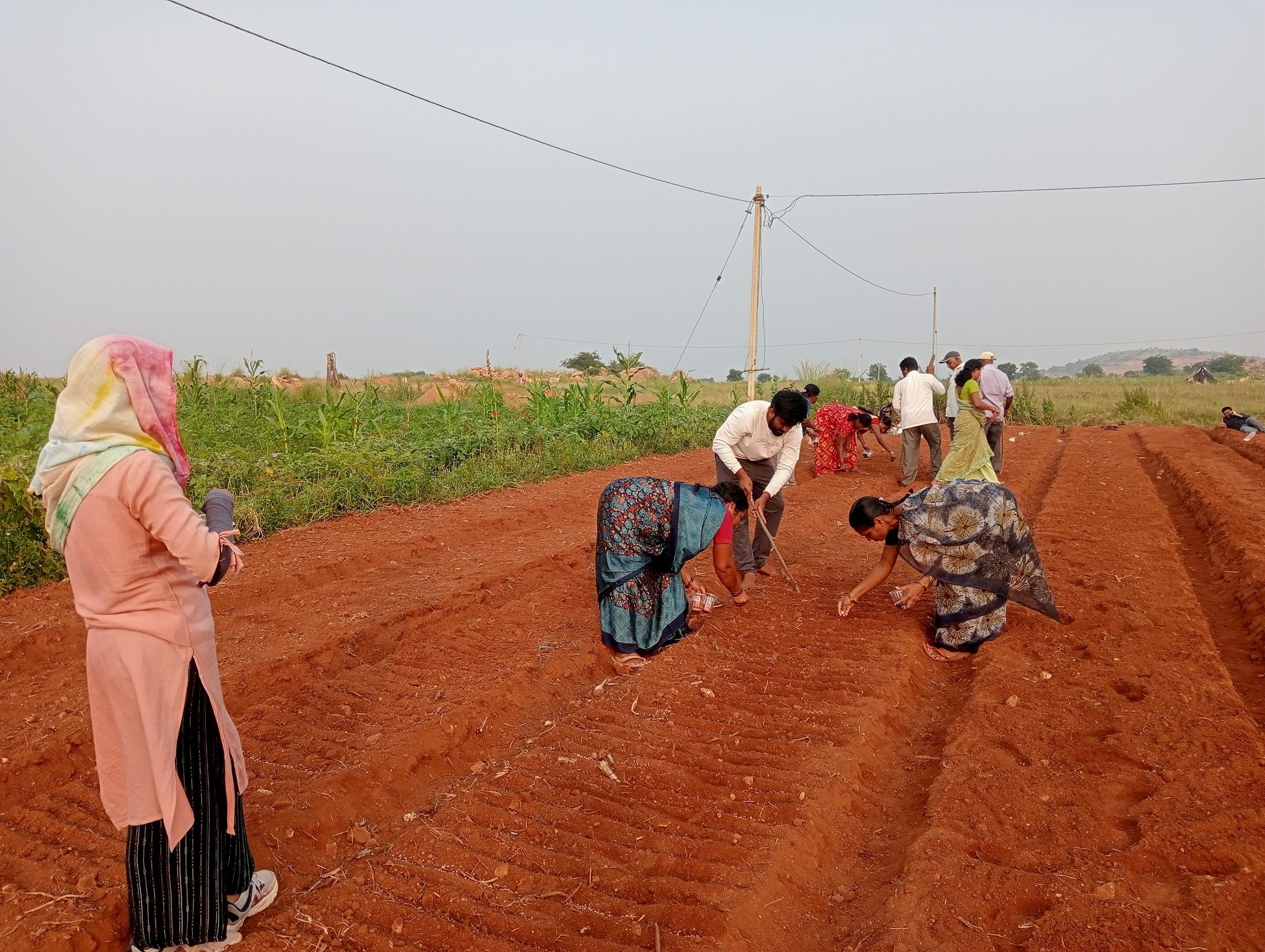 Farmers bent over ridged red soil sowing by hand, a woman standing at the field edge, green crop and power lines behind