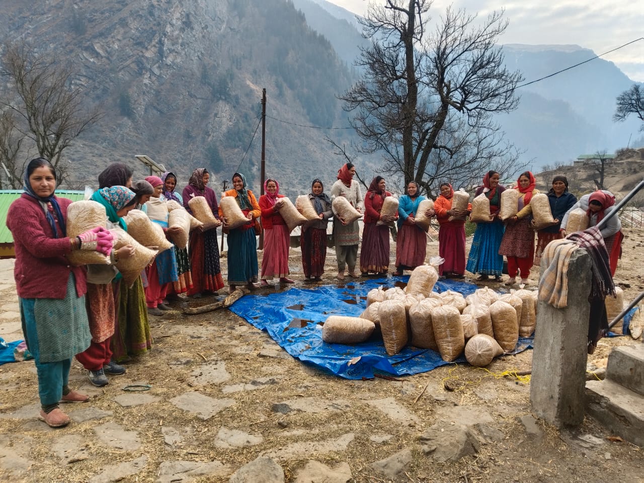 A line of women in headscarves and long skirts standing across a stony hillside yard, each holding a bulky sack of pale straw substrate against her chest, a heap of filled sacks on a blue tarpaulin on the ground in front of them and a bare-branched tree and steep Himalayan slopes behind