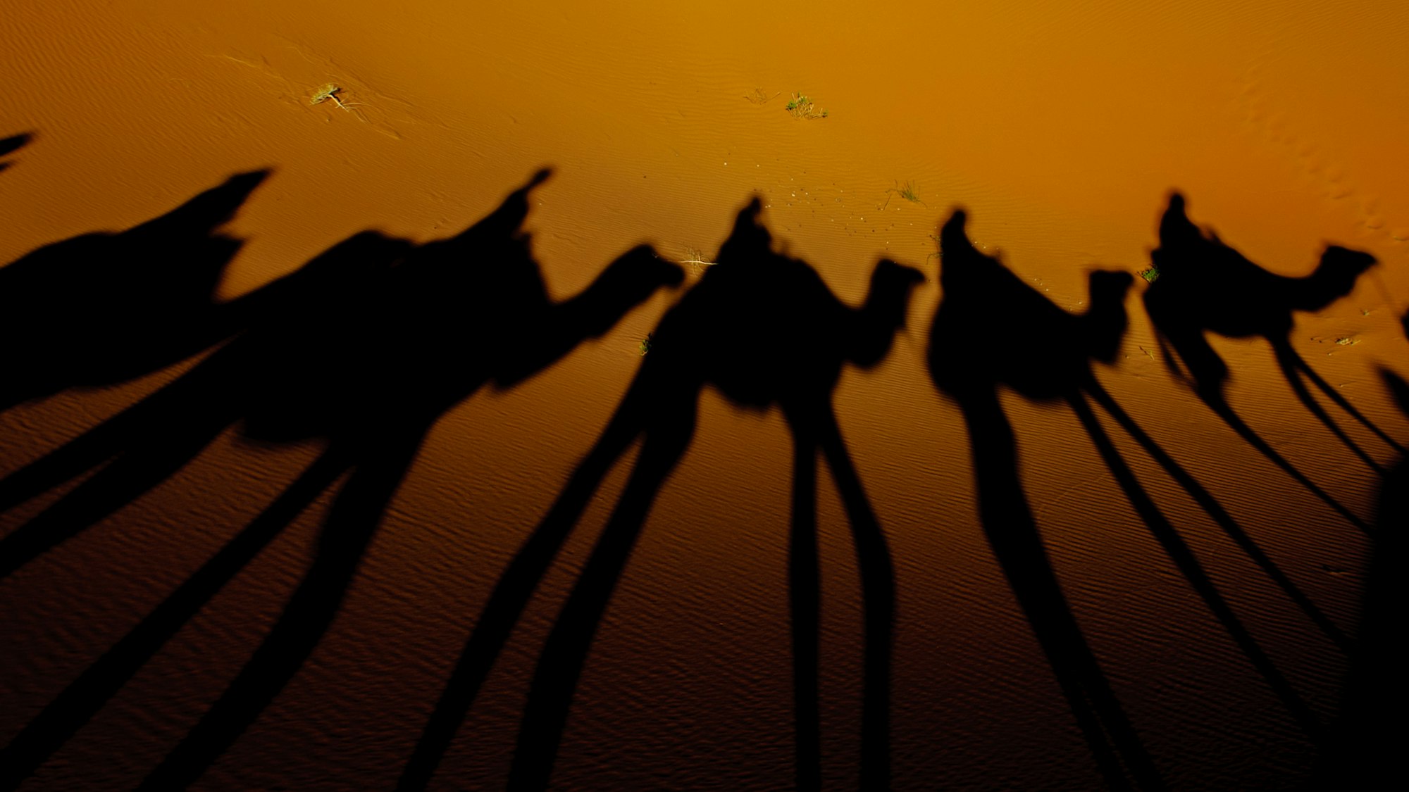 Camels on desert dunes