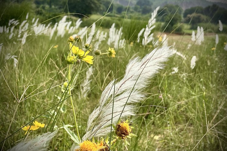 A yellow flower among tall kans grass