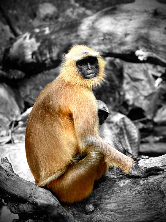 A langur sitting upright on a branch, an infant tucked beside it