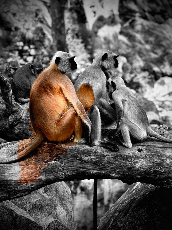 A family of langurs resting along a fallen branch