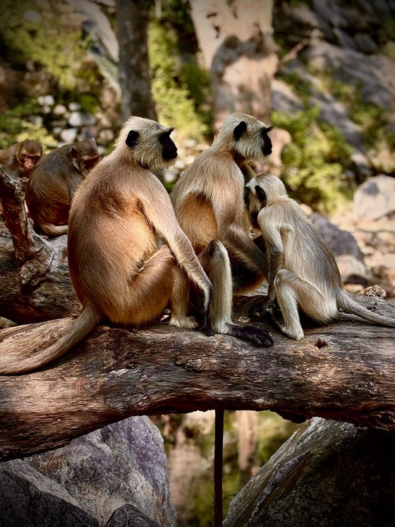 Langurs resting together on a rock ledge