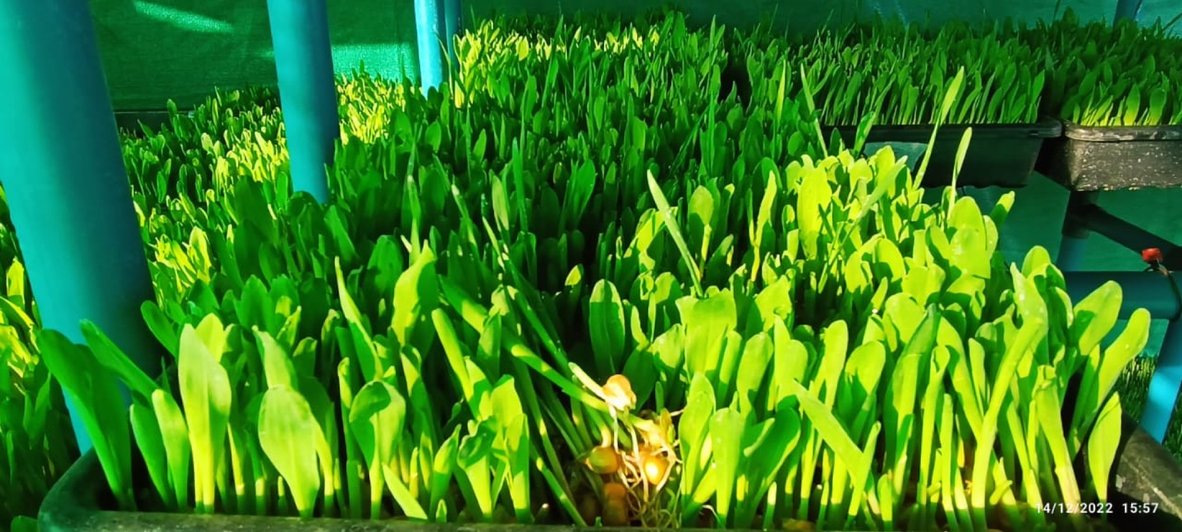A dense bed of leafy greens under cultivation