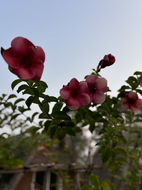 Magenta flowers open against green leaves