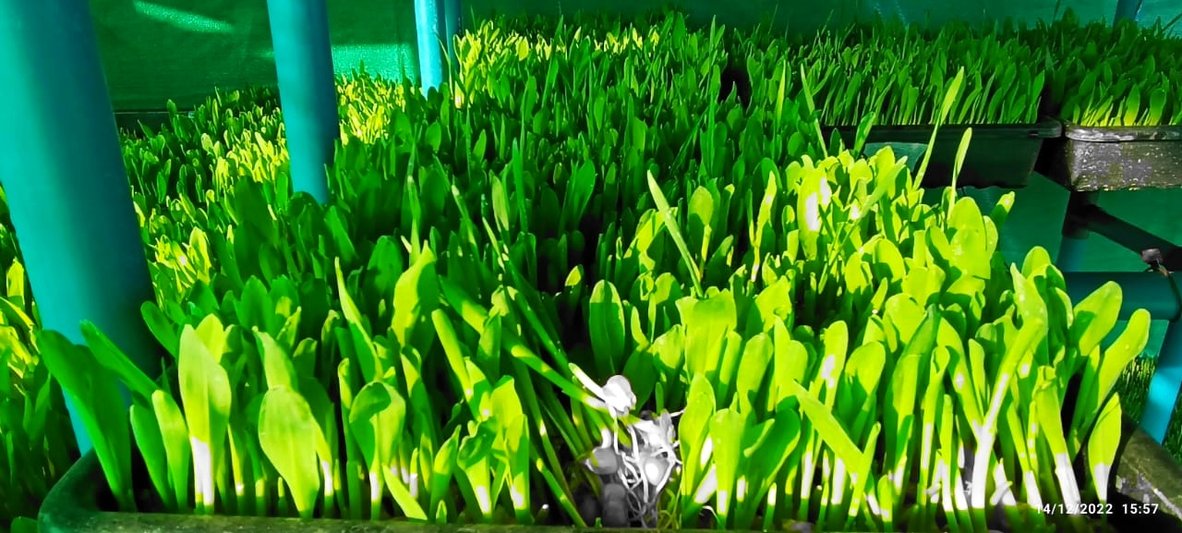 Trays of microgreens under grow racks