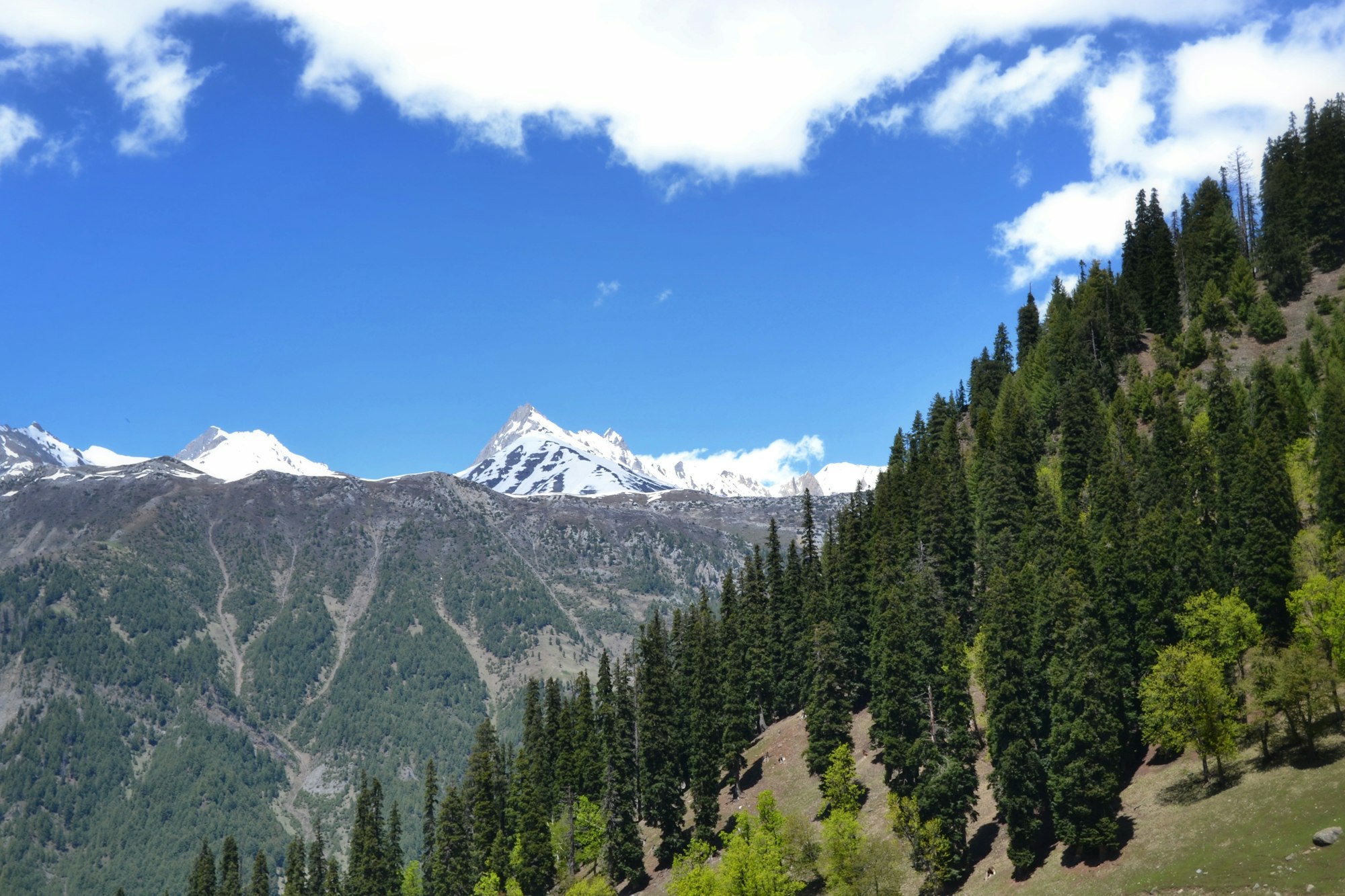 Pine forest below a snow-covered Himalayan peak