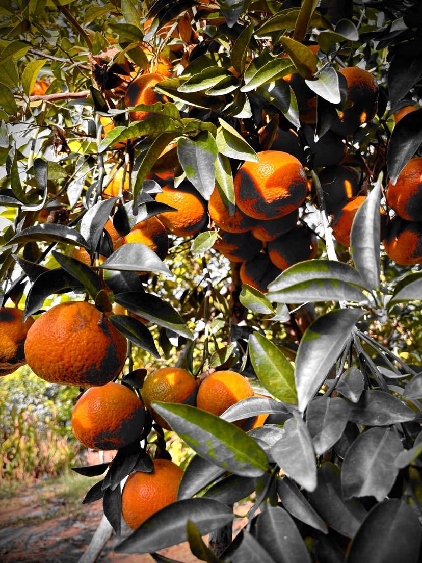 Oranges ripening in dense clusters on the tree