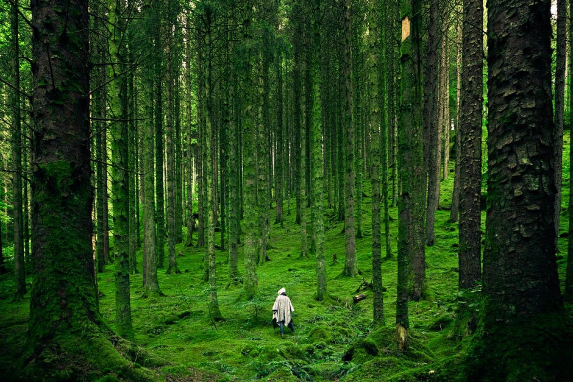 A single figure on a path through a dense stand of tall pines