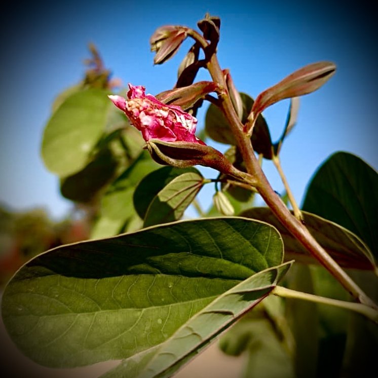 A pink flower bud opening on a leafy stem