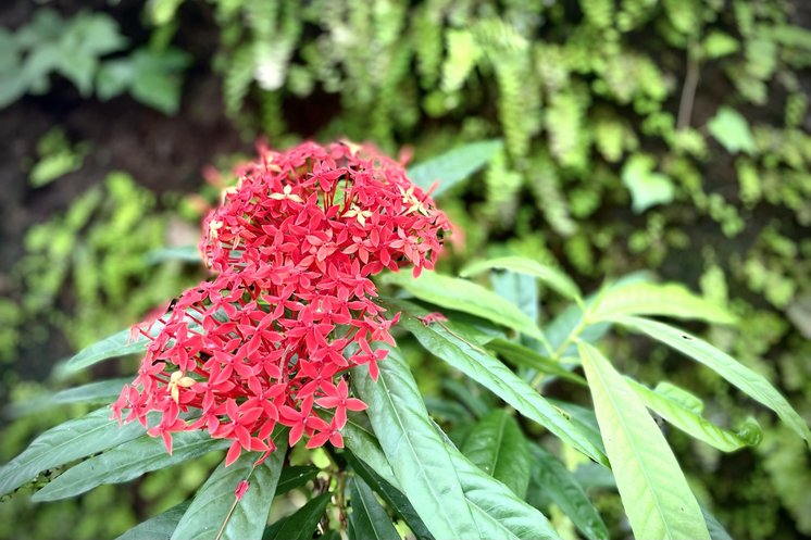 A cluster of red flowers above long green leaves