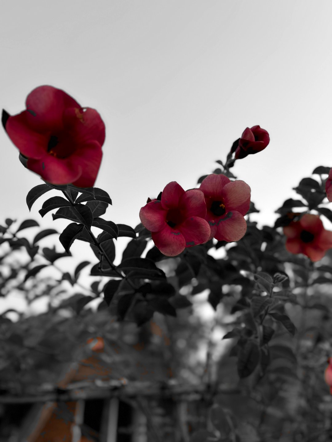 Red trumpet flowers against an open sky