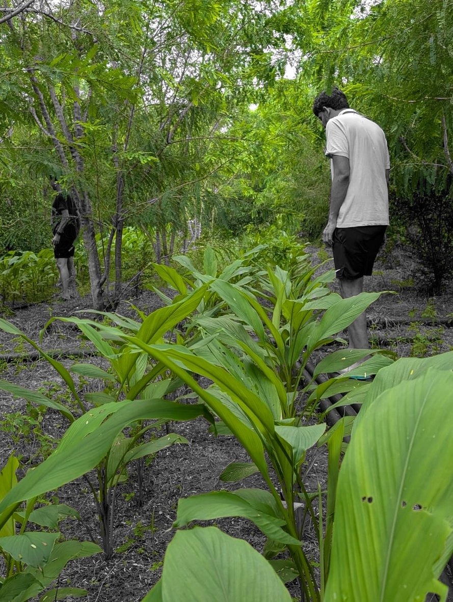 Turmeric plants at knee height, two figures working the rows behind