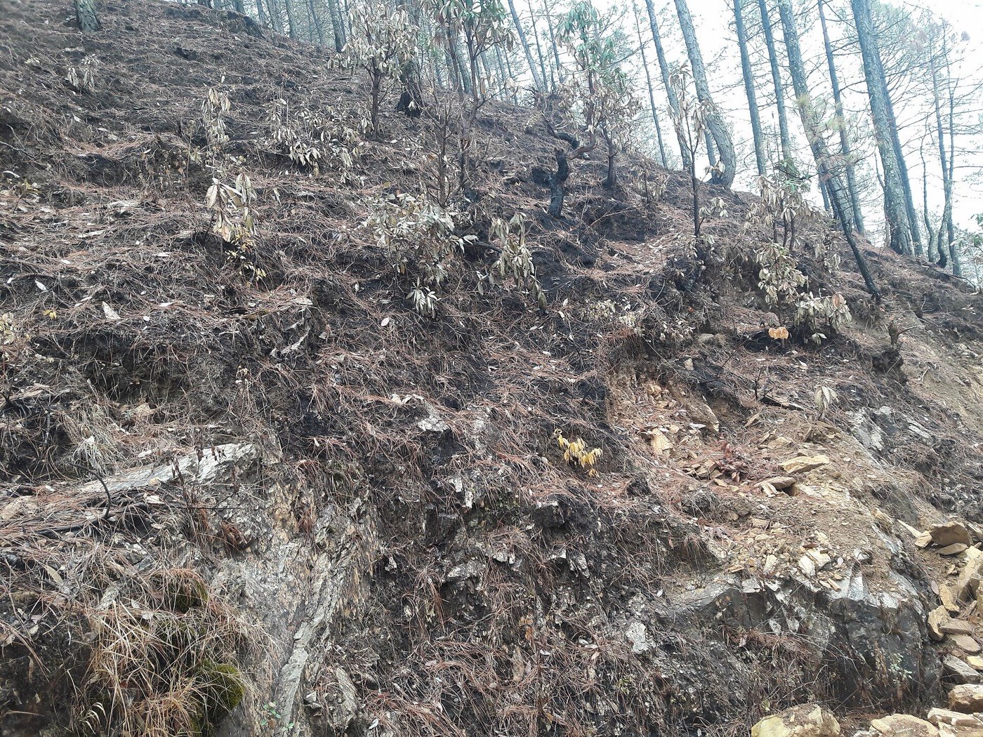 Hillside vegetation destroyed by fire in Uttarakhand