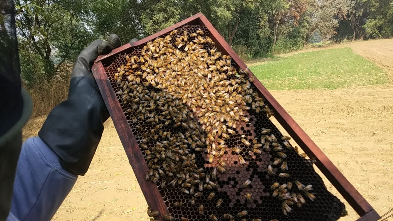 Honey bee keeping