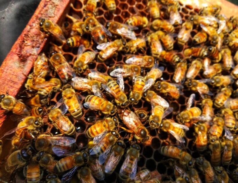 BEE KEEPERS COLLECTIVE & TRAINING
